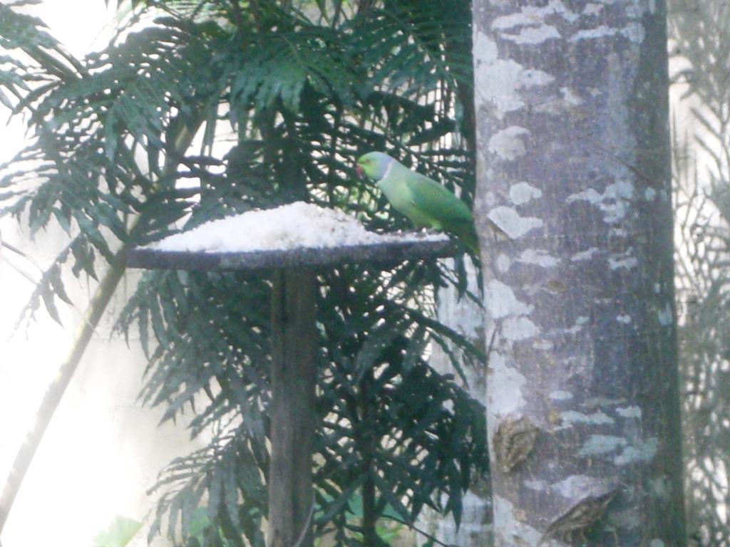 Bird Villa Galle Szoba fotó
